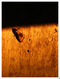 Credito: Wrzosowata-Deviantart