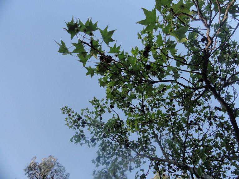 oración al árbol (1)