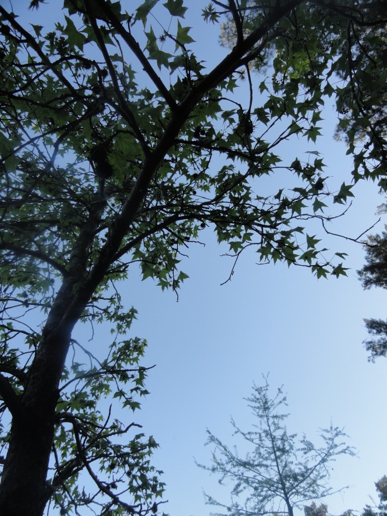 oración al árbol (2)