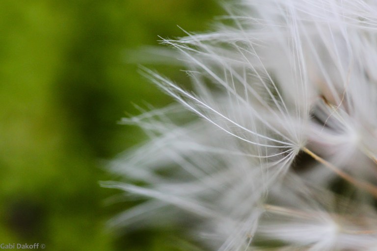 .,¸¸,.·´¯`·.Aisling-חלום´¯`·.,¸¸,