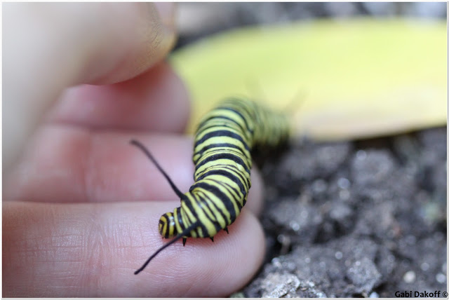 Y tu què crees...........