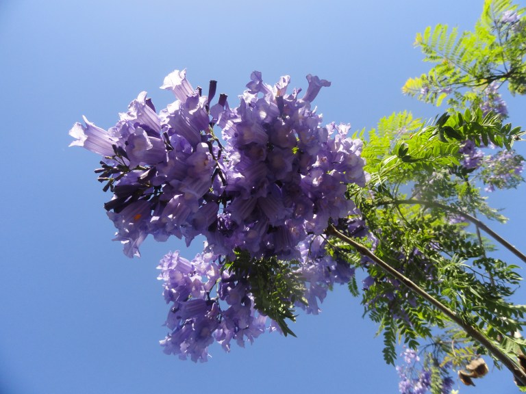 jacaranda