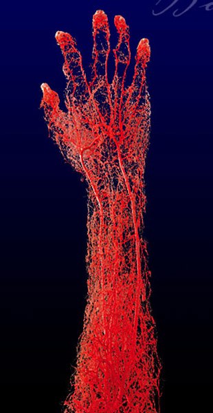 one square inch of our hand