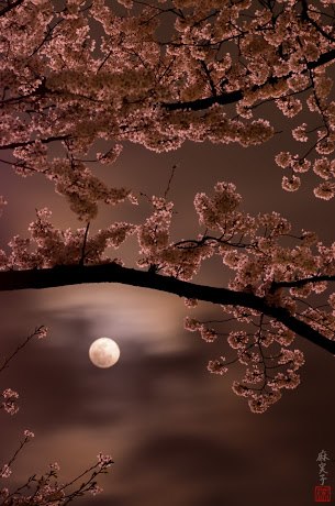 Moon light sakura!!