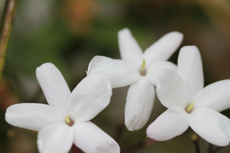 apoyemos lo que amamos