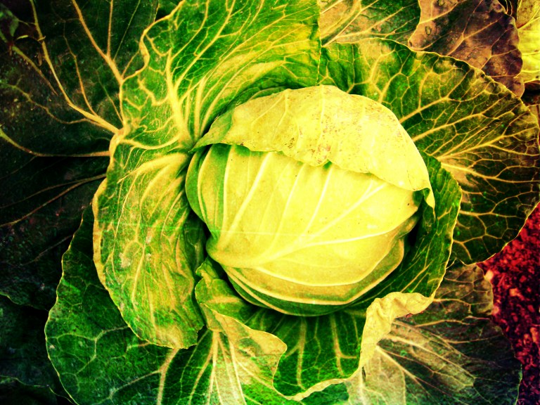 apreciemos el crecimiento invernal