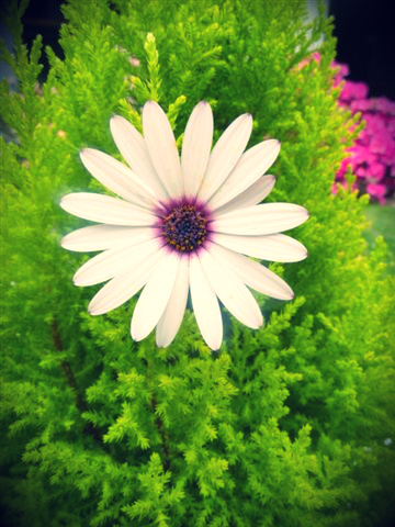 pasión súbita en el cielo porteño-