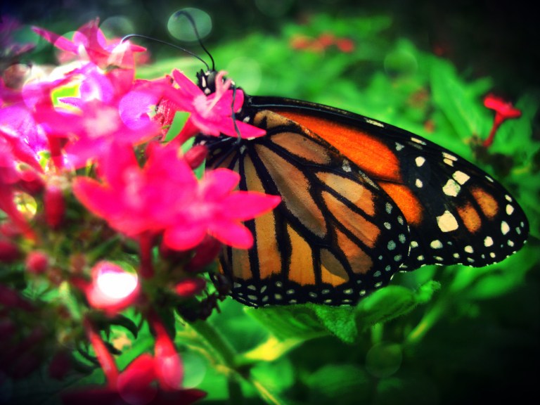 wind Beneath My Wings