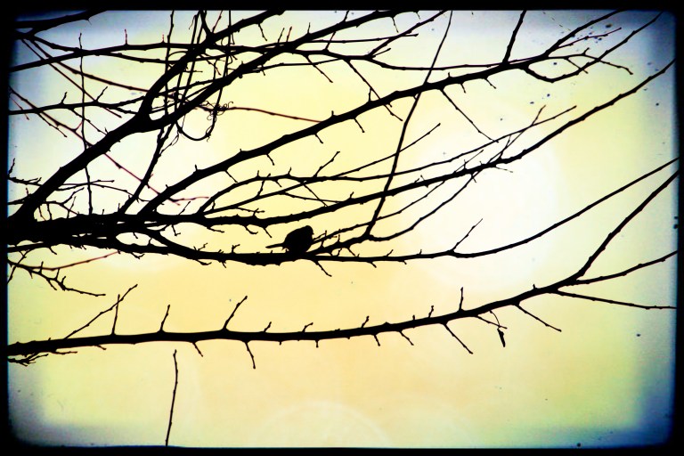 volar con la esperanza