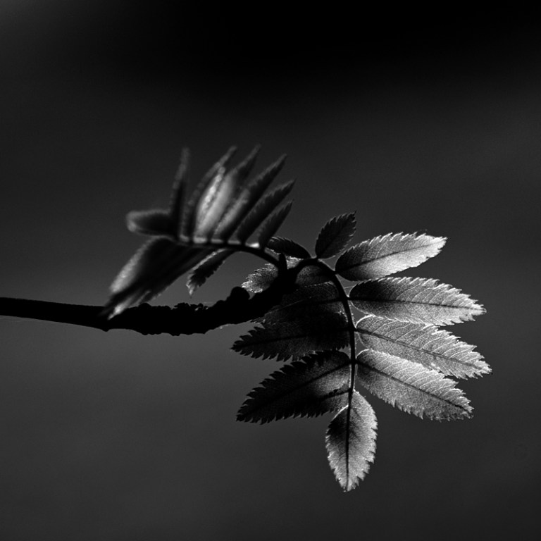 Vuelo Nocturno by MikkoLagerstedt-VIII