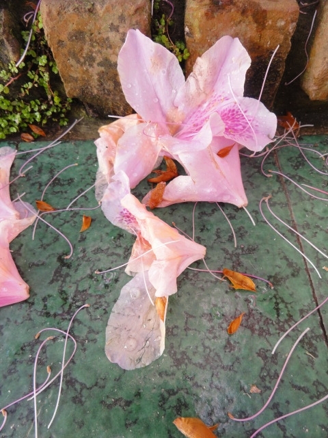 poesia, sabines, mismidad