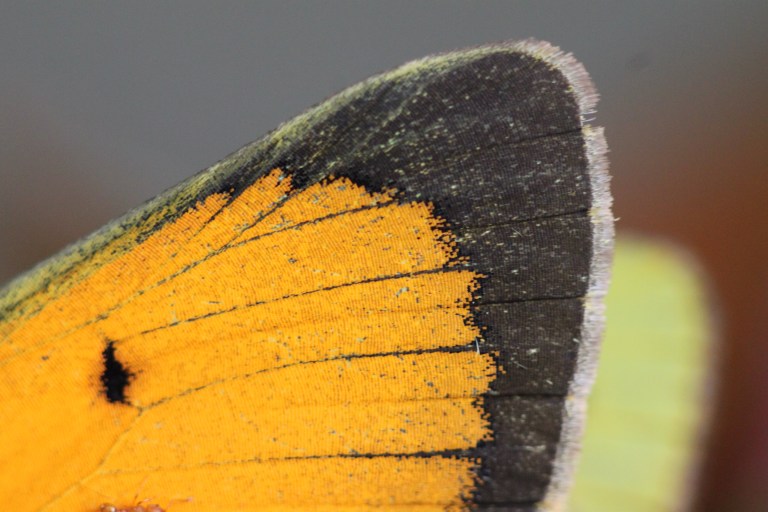 .el palacio de invierno de los monarcas