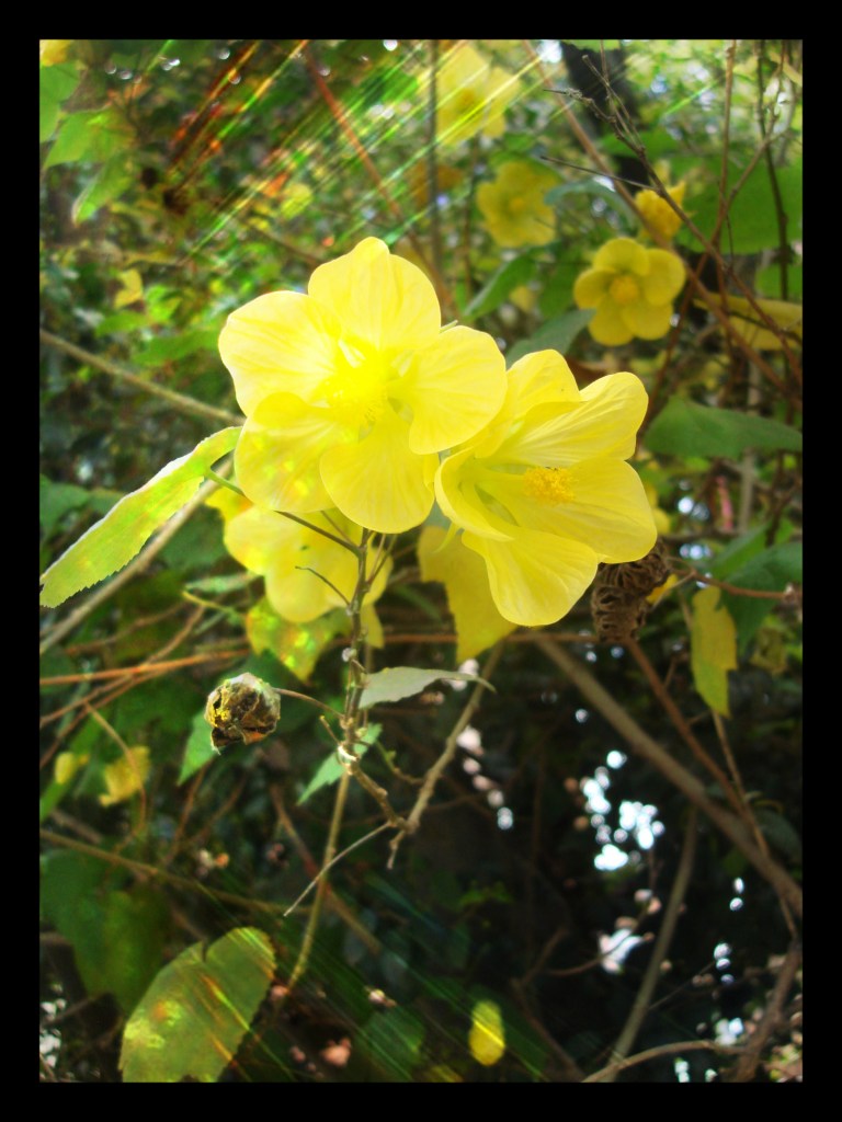 olfato-el sentido mudo