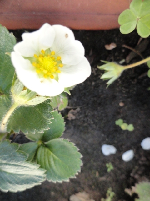 .una oferta a los Dioses