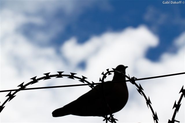 carta de Guillaume Apollinaire