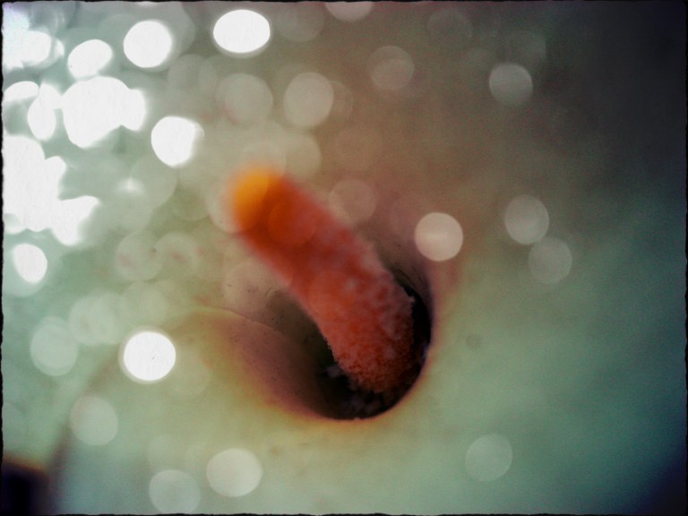 .el olor como camuflage