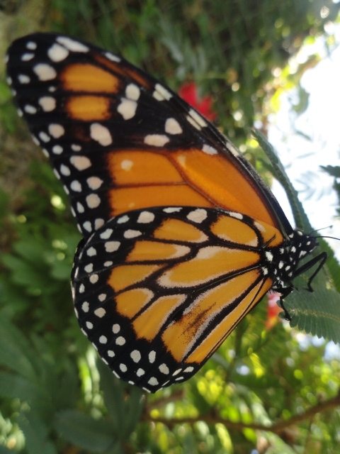 la infamia de las mariposas