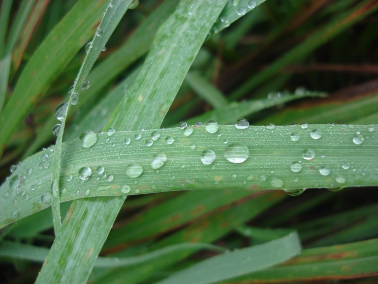 .prodigios del olfato