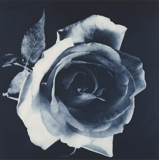 Robert Mapplethorpe  rose two