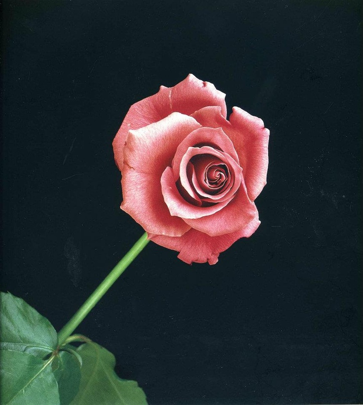 Robert Mapplethorpe  rose