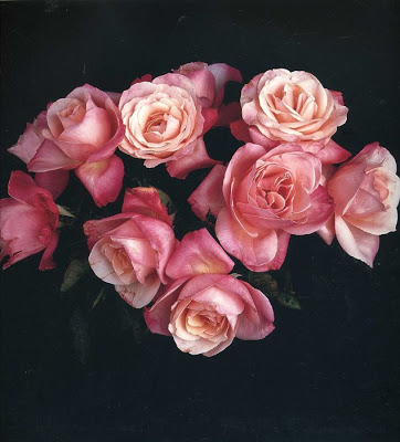 Robert Mapplethorpe  roses