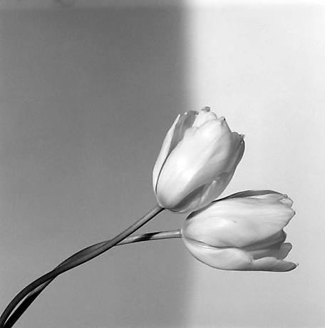 ROBERT MAPPLETHORPE-