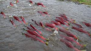 salmones-campos-geomagneticos--644x362