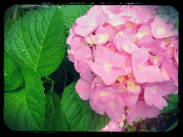 .cortejando a la Musa