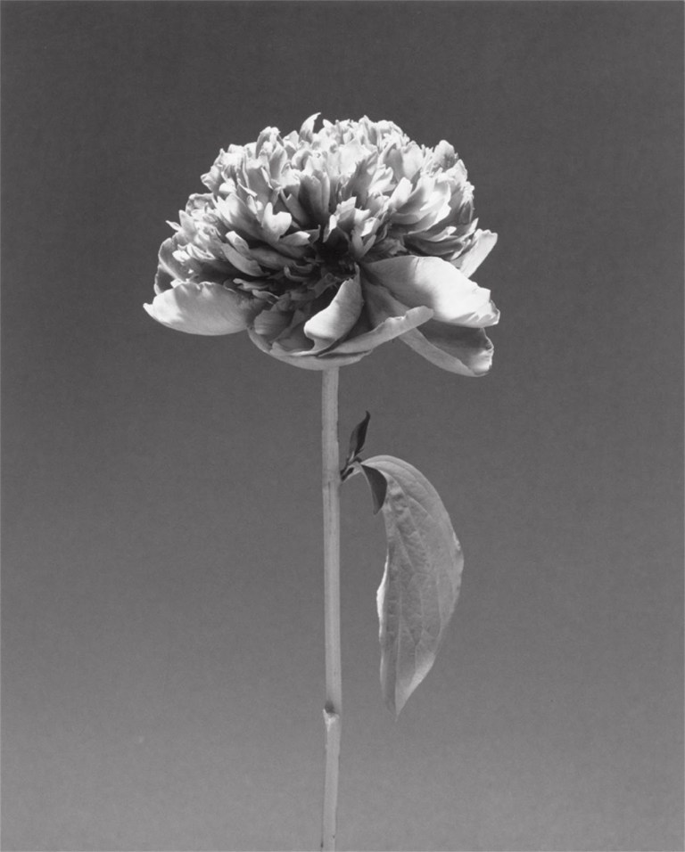 Robert Mapplethorpe ~ Flower (Peony), 1984