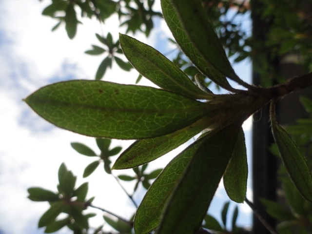 .zen en el arte de escribir