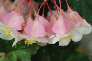 .ahora sé por qué te canto