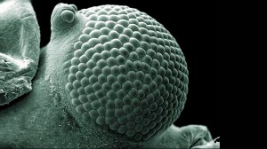 B0009857 Greenfly eye, SEM