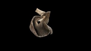 the stomach of a goat