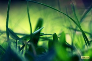 .aros en el desierto