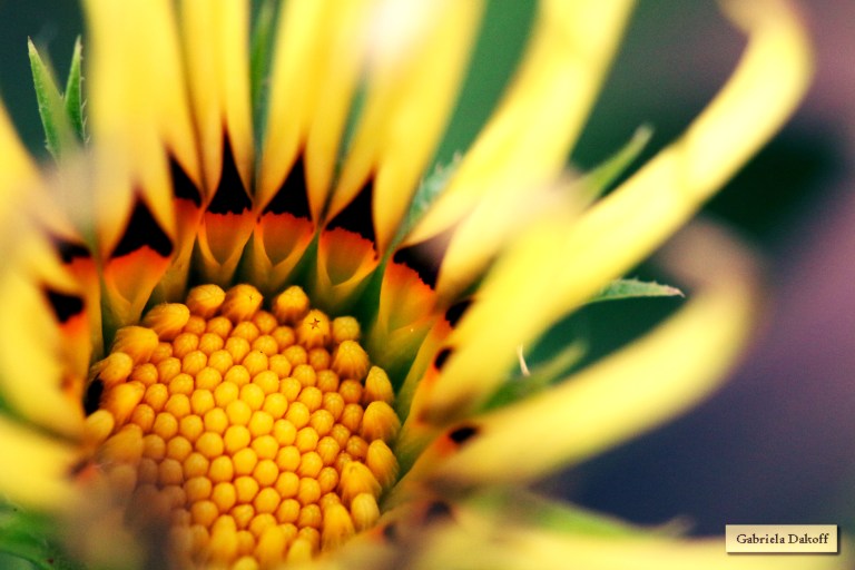 .las cartas más apasionadas del mundo-Celosas I