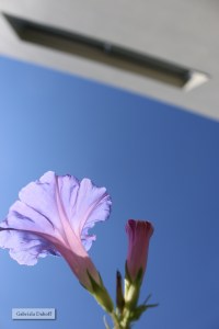 .preludio con desasosiego