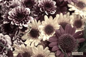 .un viaje compartido