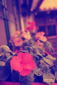 .las cartas más apasionadas del mundo-Cursis II