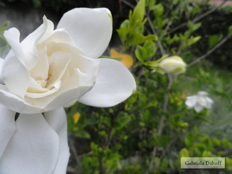 .para vivir es necesario coraje