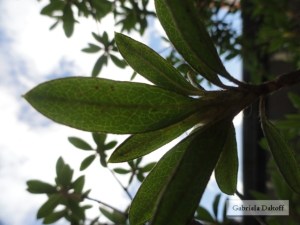 .carta de Albert Einstein a Heidi Born