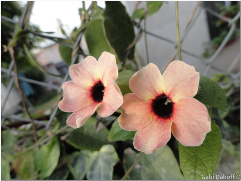 .las cartas más apasionadas del mundo-De Despedida III