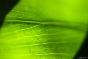 .las cartas más apasionadas del mundo-Desesperanzadas II