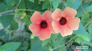 .las cartas más apasionadas del mundo-Dubitativas III