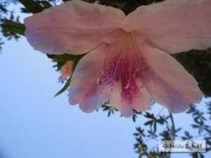 .las cartas más apasionadas del mundo-Entregadas III