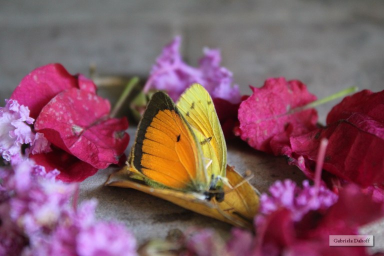 .las cartas más apasionadas del mundo- Perseguidoras I