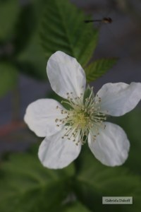 .las cartas más apasionadas del mundo- Sumisas II