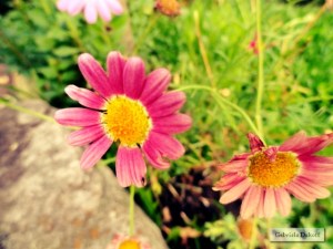 .las cartas más apasionadas del mundo- Tiernas IV