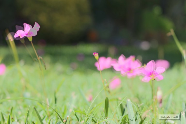 .perfumes,besos, alas