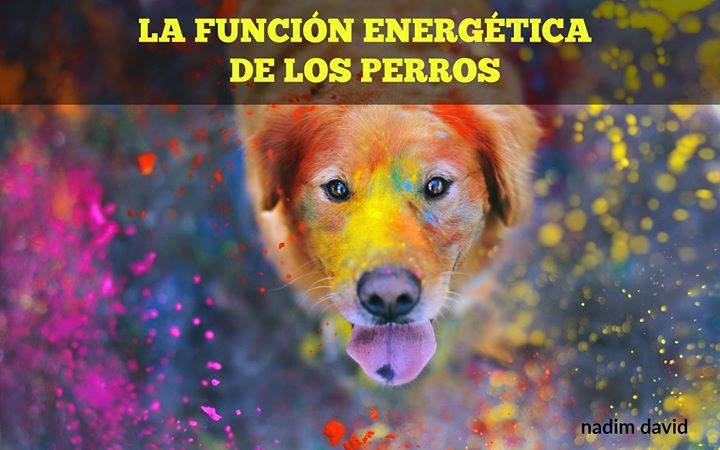 la función energética de los perros