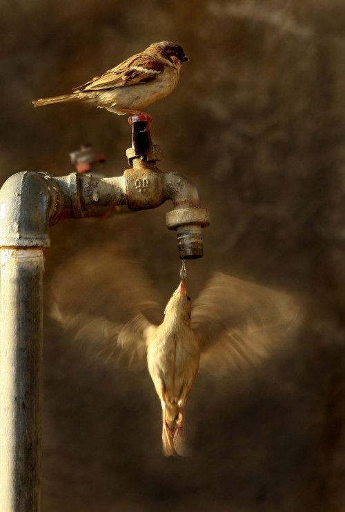 Drop Love by Ibrahim Al-Rahimi